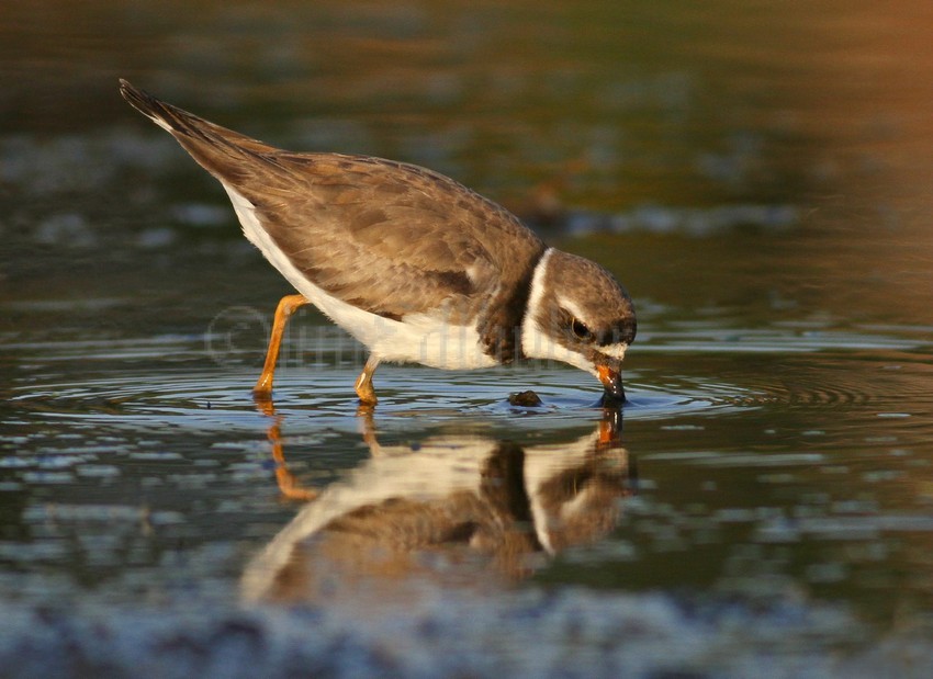 Semipalmated Plover feeding