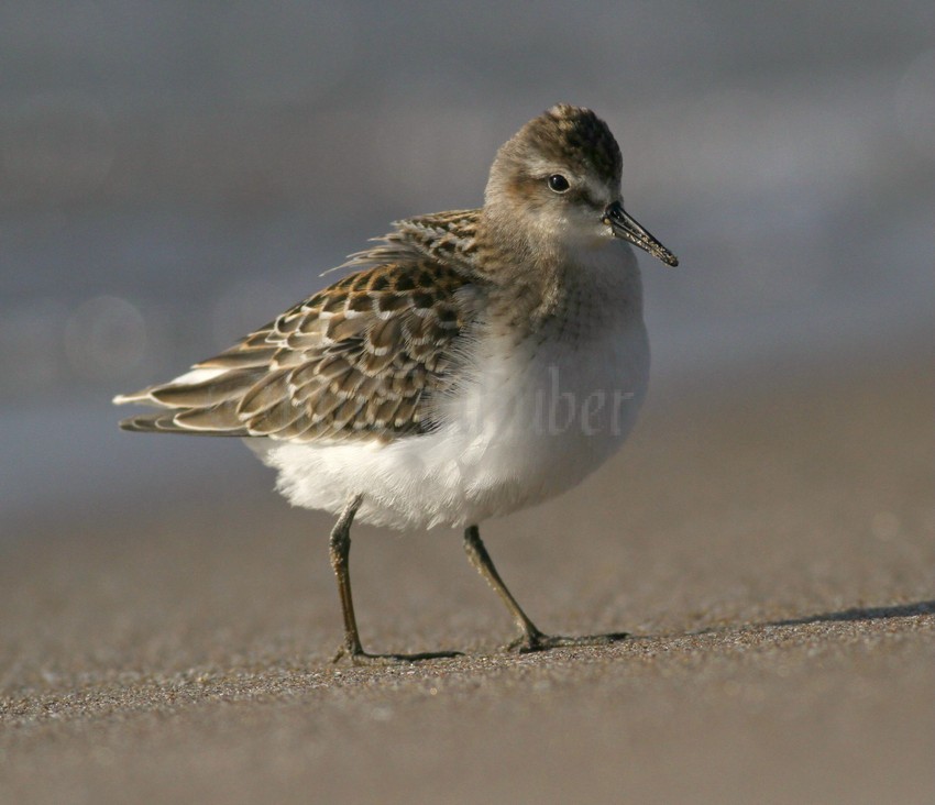 Least Sandpiper