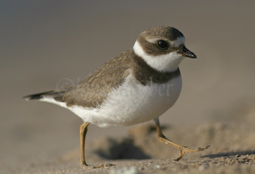 Semipalmated Plover