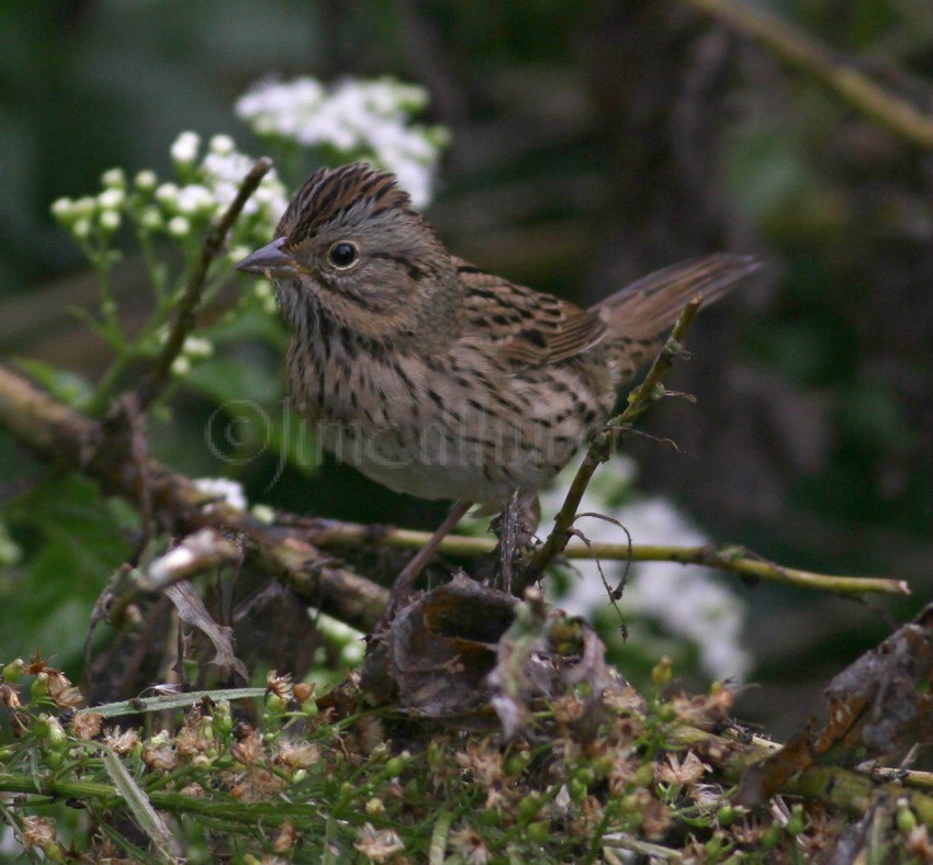 Lincoln's Sparrow