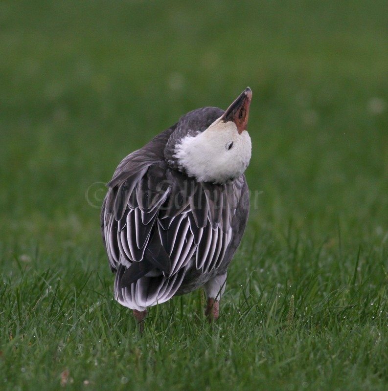 Blue Morph Snow Goose working the feathers