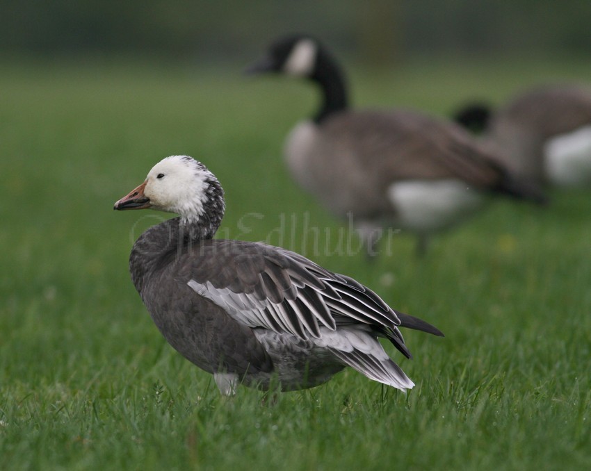 Blue Morph Snow Goose with Canada Goose behind