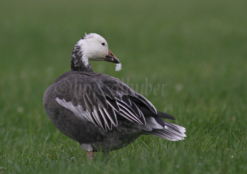 Blue Morph Snow Goose pulling out a feather