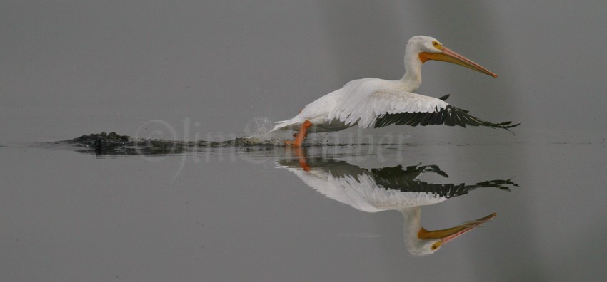 American White Pelican at takeoff!
