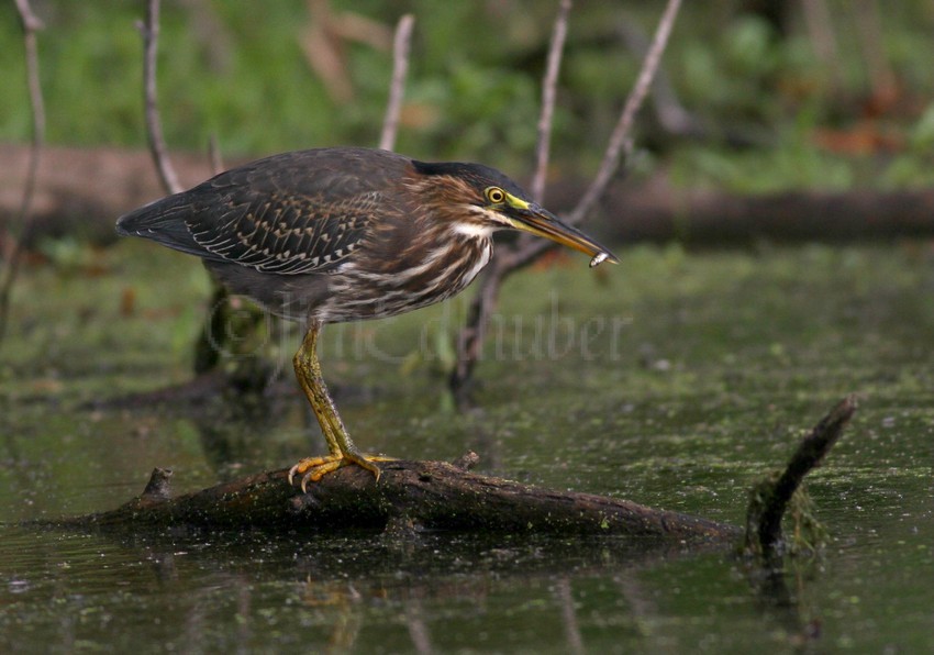 Green Heron with a small fish