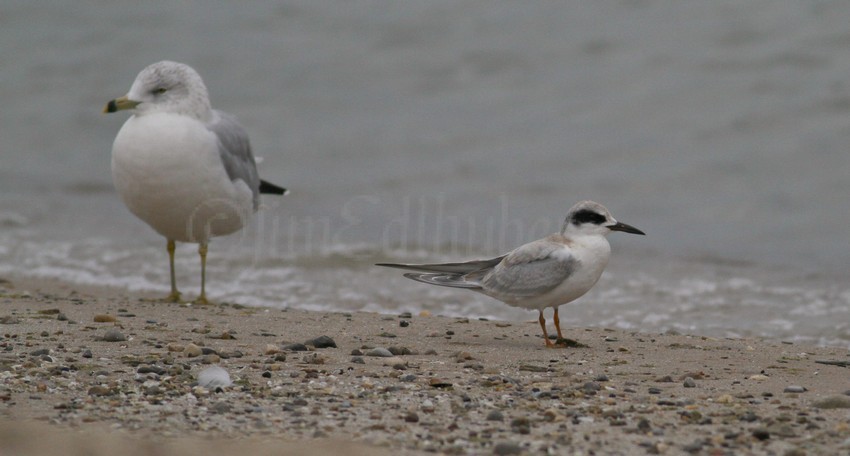 Size comparison image with Ring-billed Gull left, Forster's Tern right 