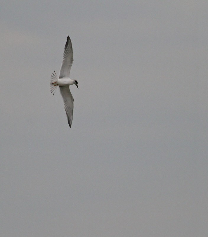Forster's Tern making a dive for a fish