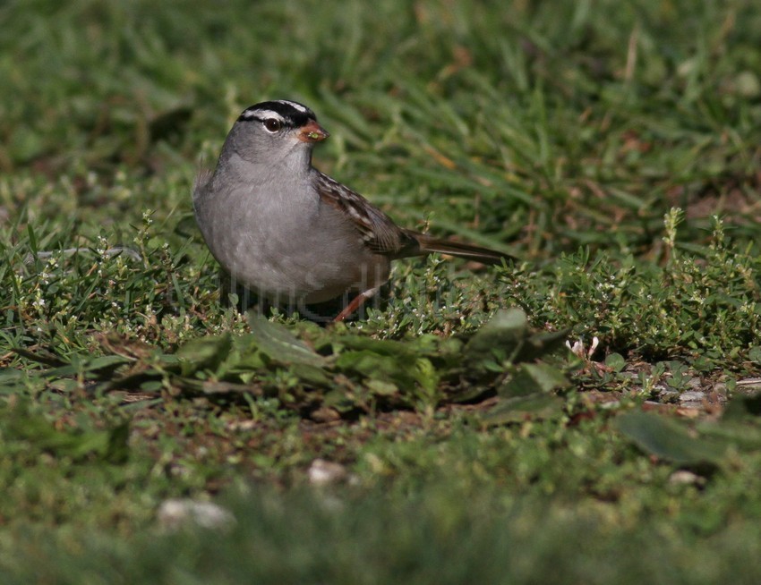 White-crowned Sparrow, adult 