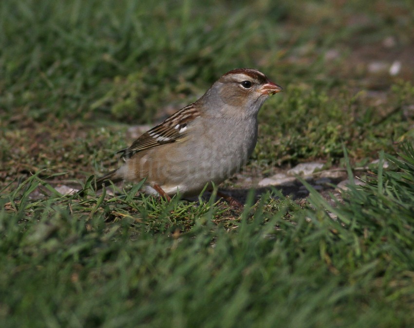 White-crowned Sparrow, 1st winter, eating weed seeds