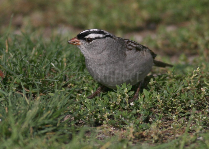 White-crowned Sparrow, adult eating weed seeds