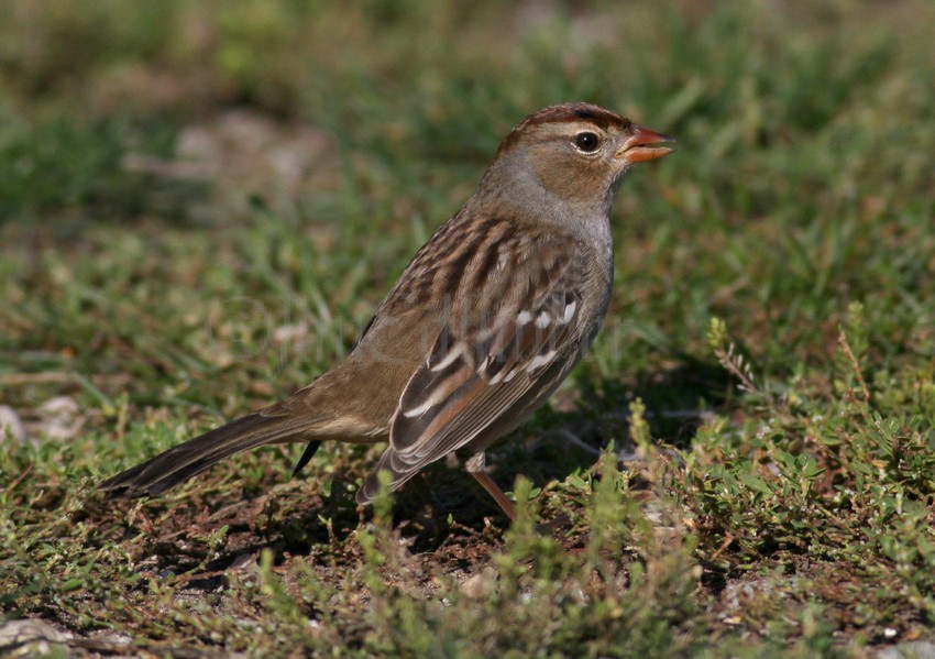 White-crowned Sparrow, 1st winter 