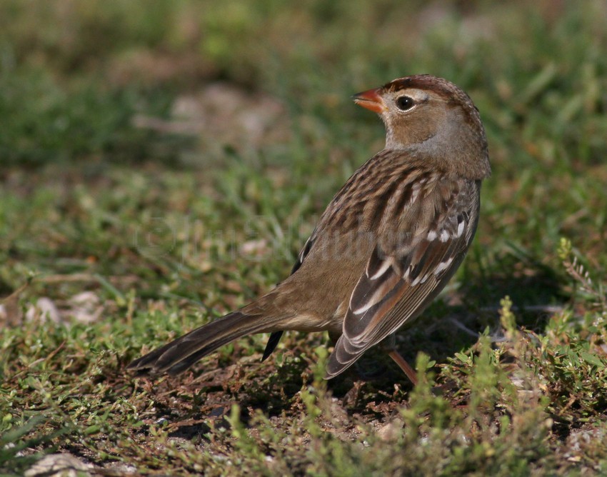 White-crowned Sparrow, 1st winter 