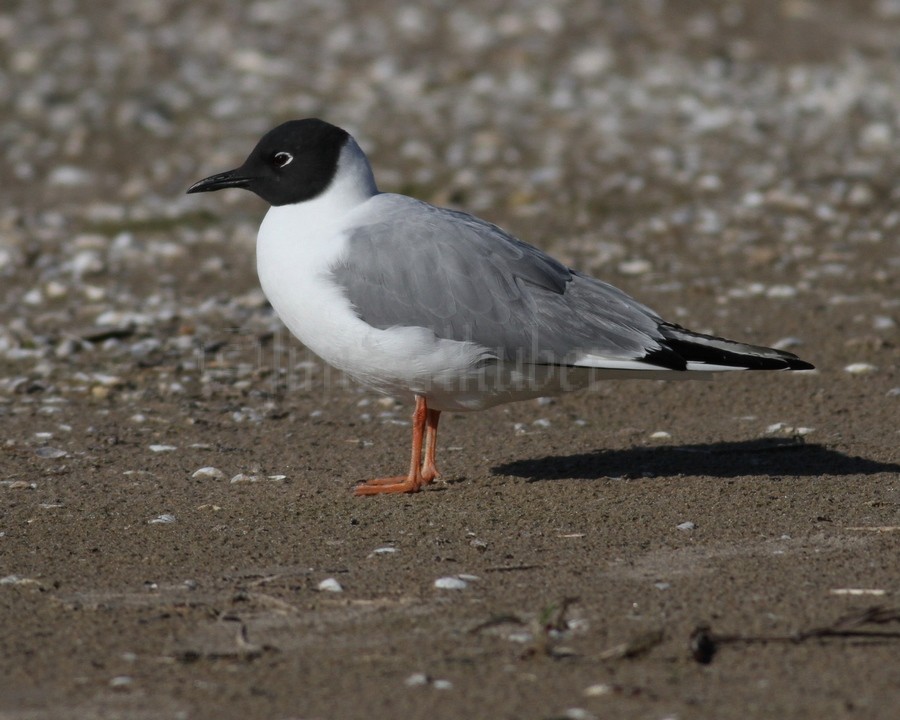 Reference only - Bonaparte's Gull in breeding plumage. Image taken at North Point Sheboygan Wisconsin on June 17, 2013
