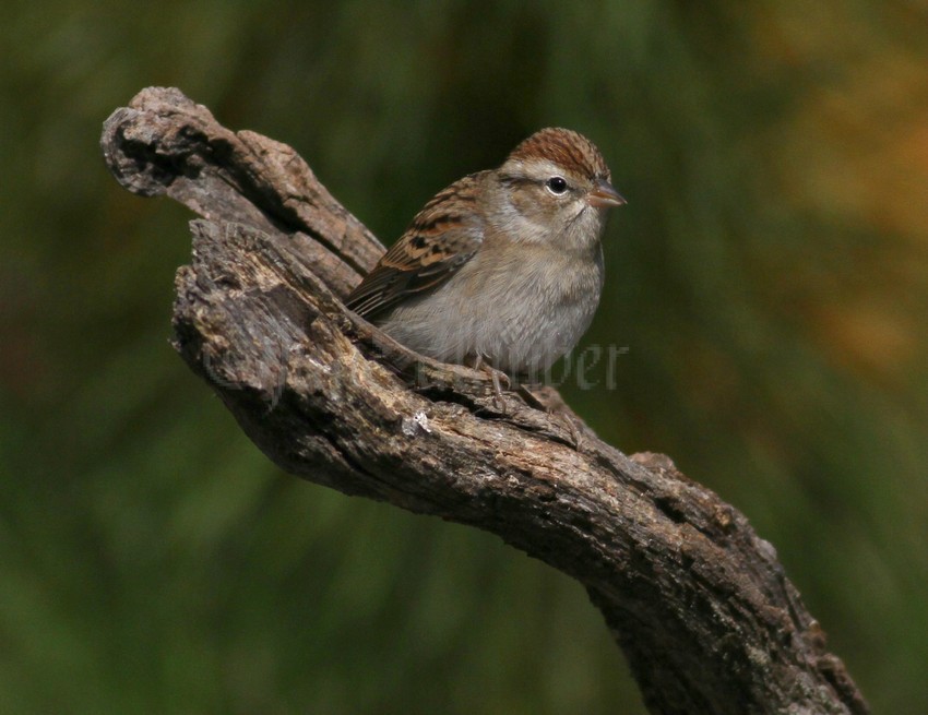 Chipping Sparrow in Marquette County Wisconsin on 10-6-15