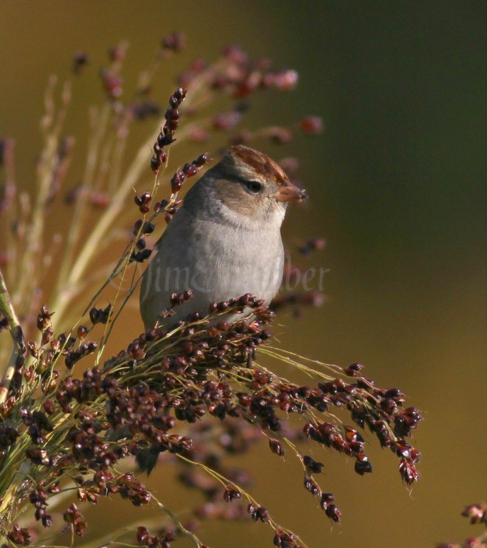 Sparrow