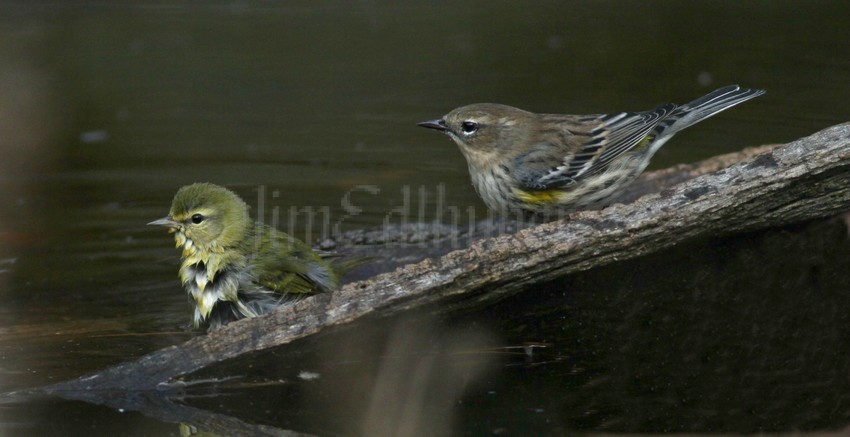 Blackpoll Warbler with Yellow-rump waiting to bath