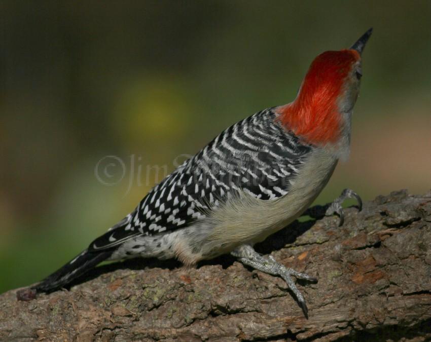 Red-bellied Woodpecker back view