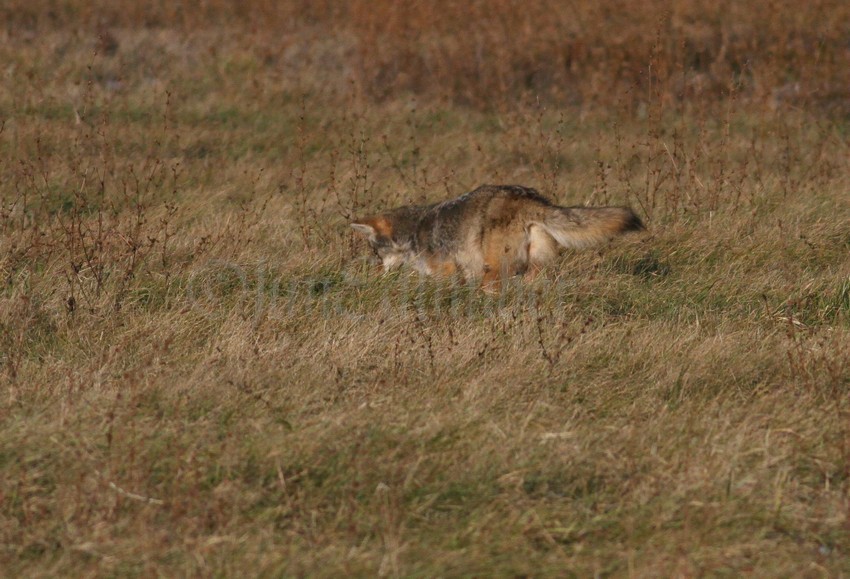 Coyote catching the vole