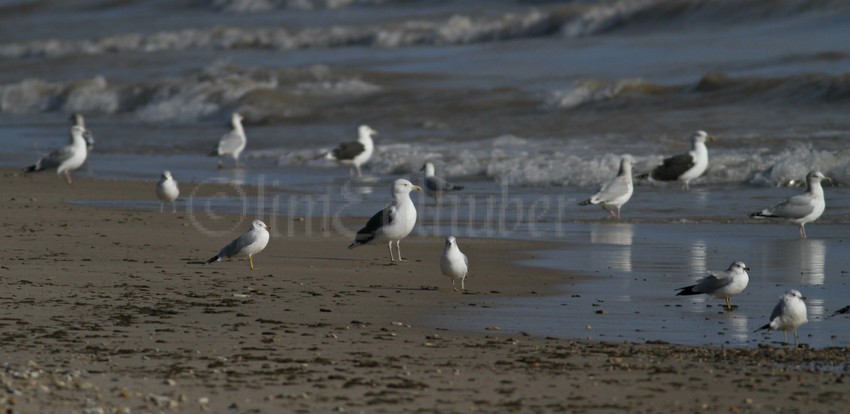 3 Great Black-backed Gull on the beach!