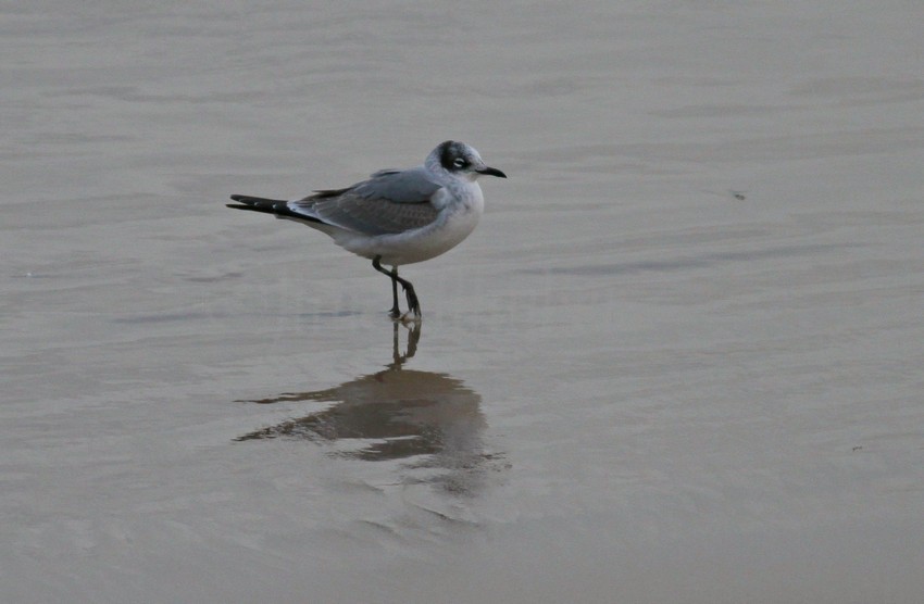 Franklin's Gull