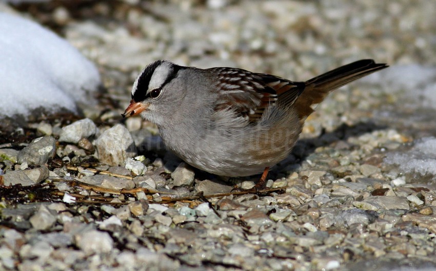 White-crowned Sparrow, male eating weed seeds