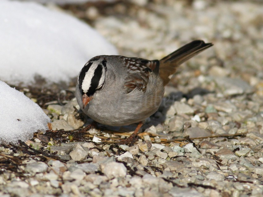 White-crowned Sparrow, male