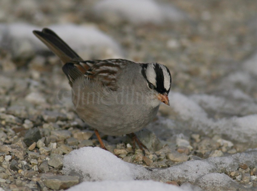White-crowned Sparrow, male