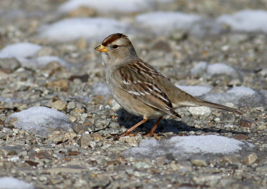 White-crowned Sparrow, female