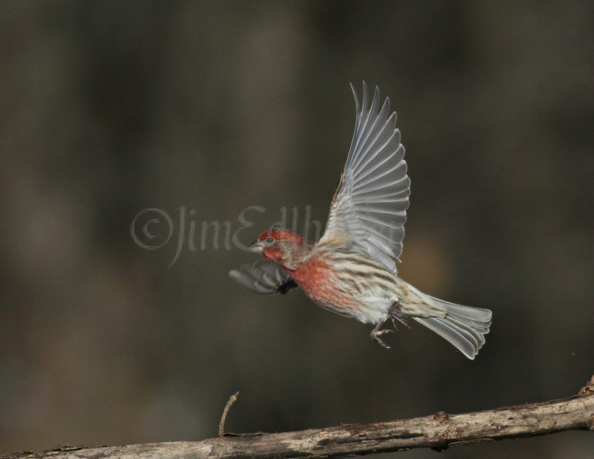 House Finch, male