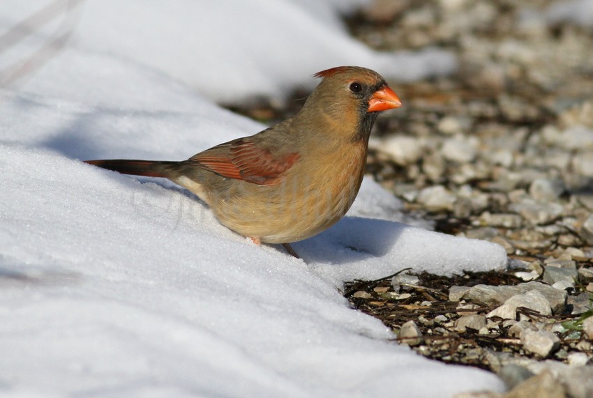 Northern Cardinal, female