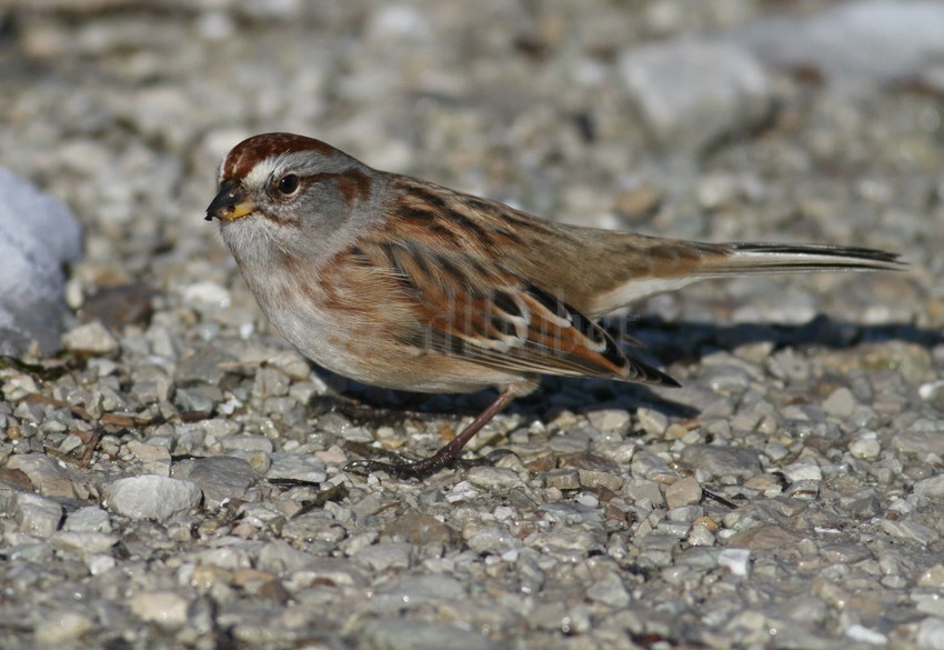 American Tree Sparrow