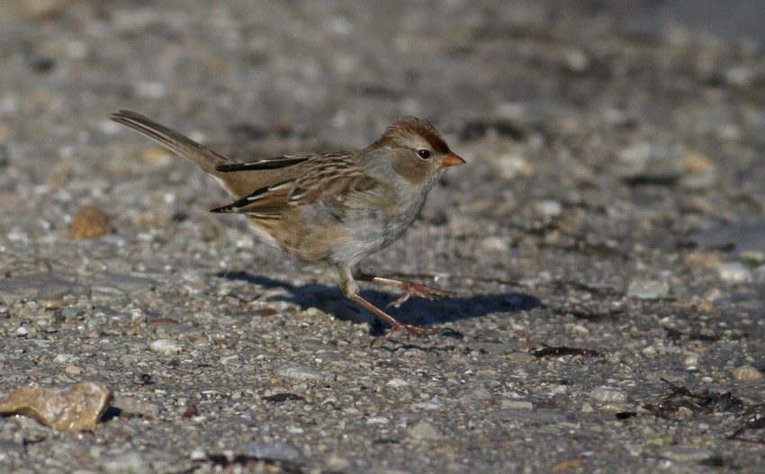 White-crowned Sparrow, female eating weed seeds