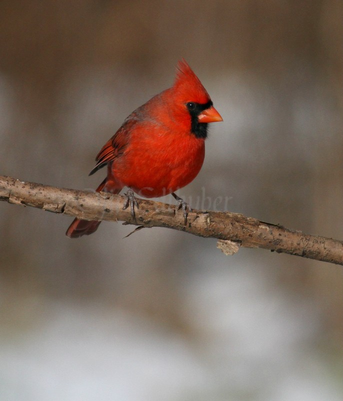 Northern Cardinal, male