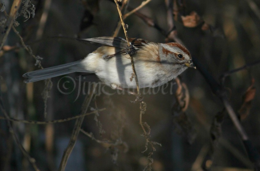American Tree Sparrow picking and eating weed seeds