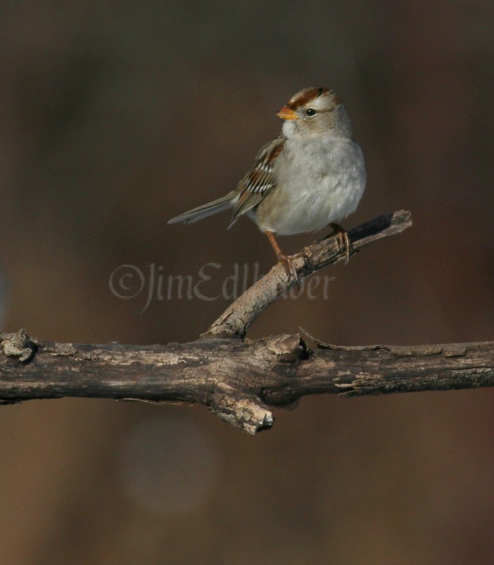 White-crowned Sparrow, female