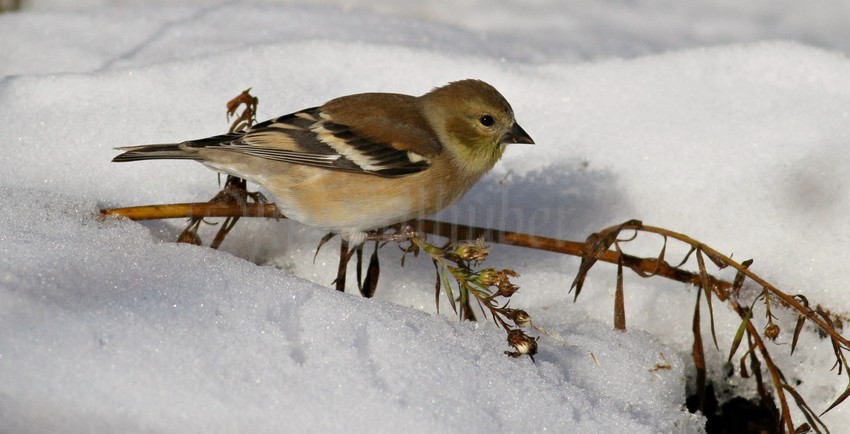 American Goldfinch picking and eating seeds