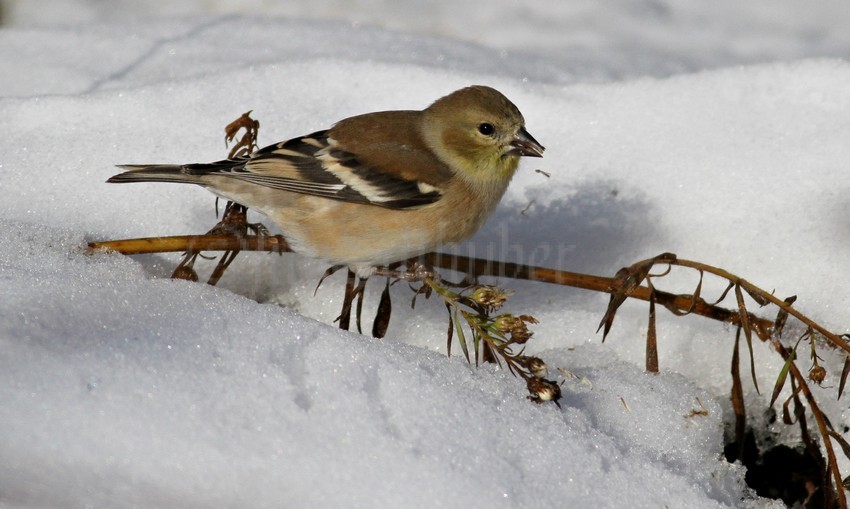 American Goldfinch picking and eating seeds