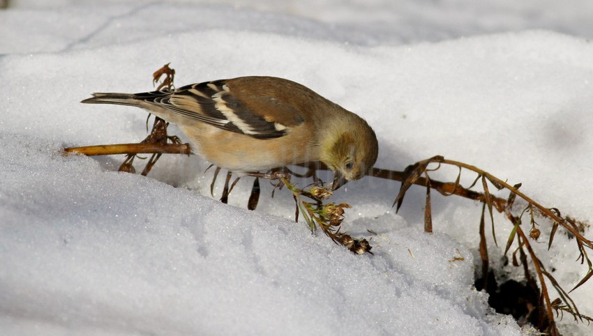 American Goldfinch picking and eating seeds