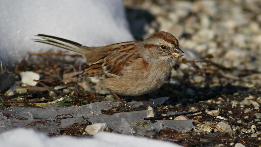 American Tree Sparrow eating weed seeds