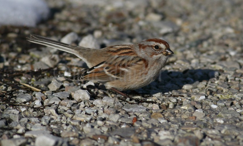 American Tree Sparrow