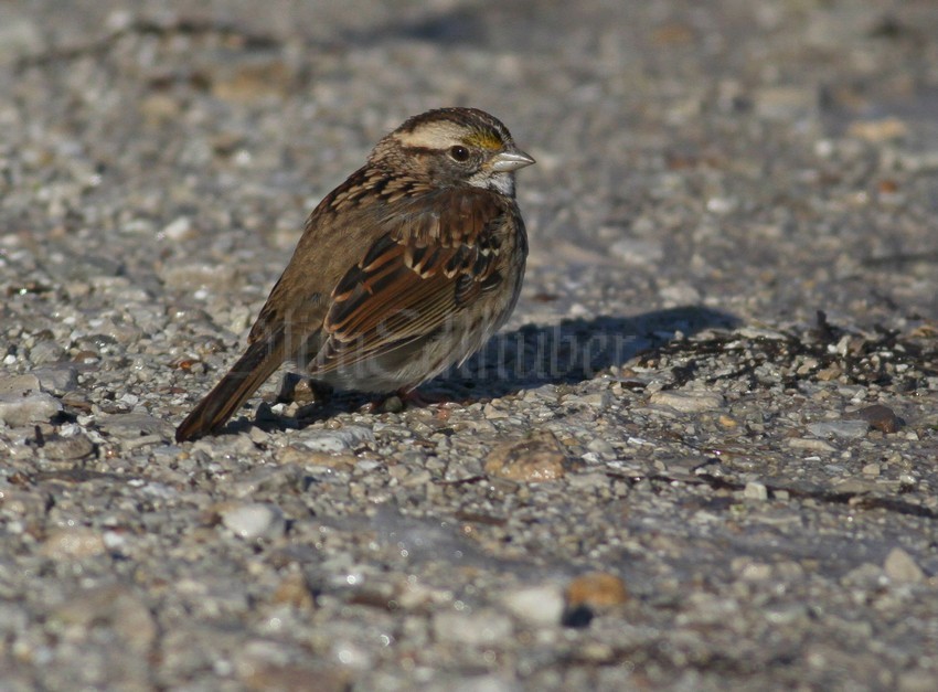 Savannah Sparrow