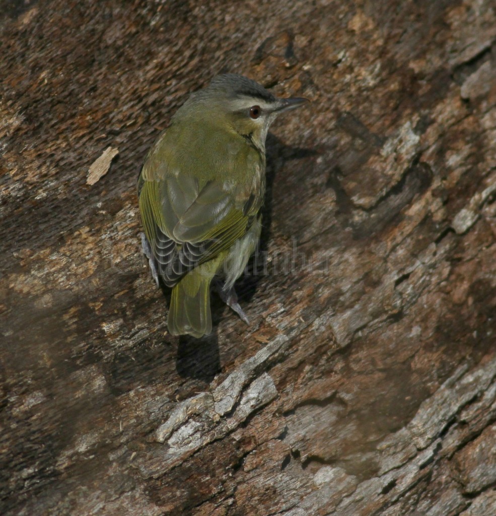 Red-eyed Vireo, a RARE bird for this date in Marquette Co. WI. 11/7/15