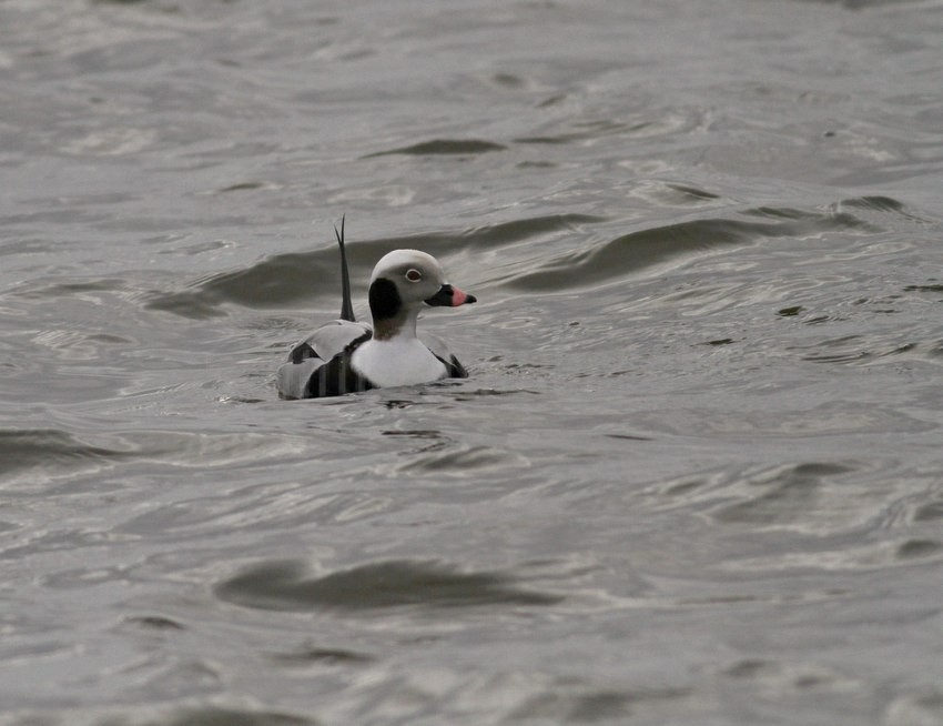 Long-tailed Duck, adult male