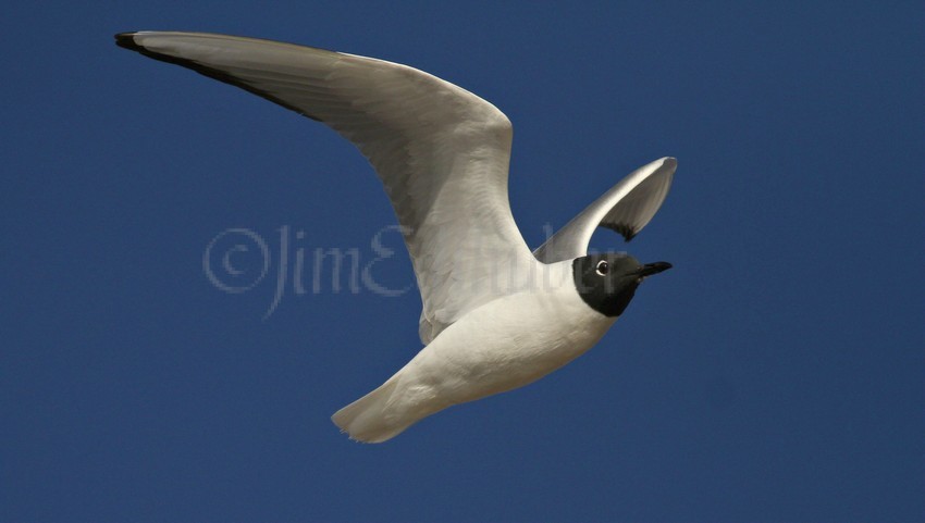 Bonaparte's Gull, adult at Bradford Beach Milwaukee Wisconsin on 4-26-15