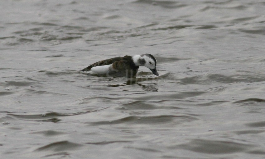 Long-tailed Duck, adult female making a dive!