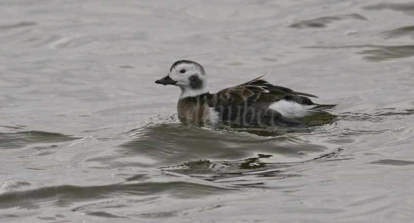 Long-tailed Duck, adult female