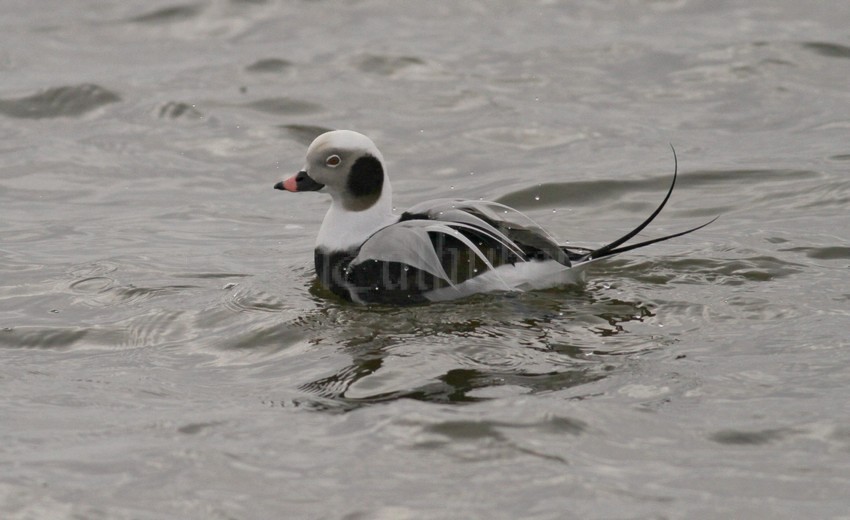 Long-tailed Duck, adult male