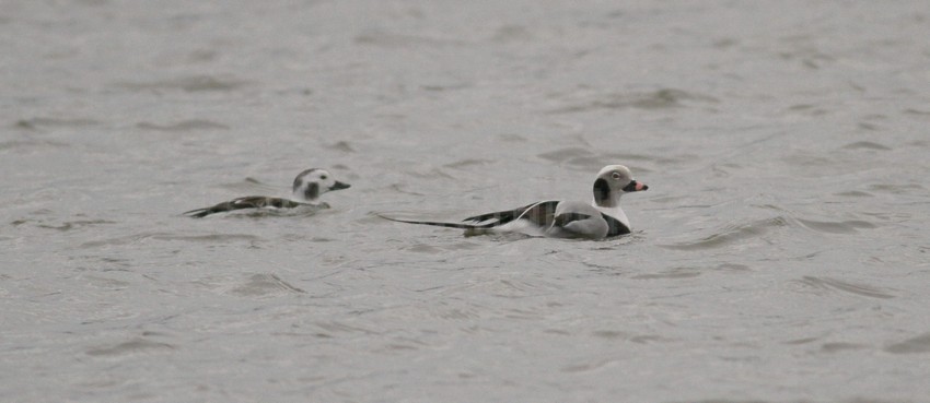 Long-tailed Duck, adult male right - Long-tailed Duck, adult female left 