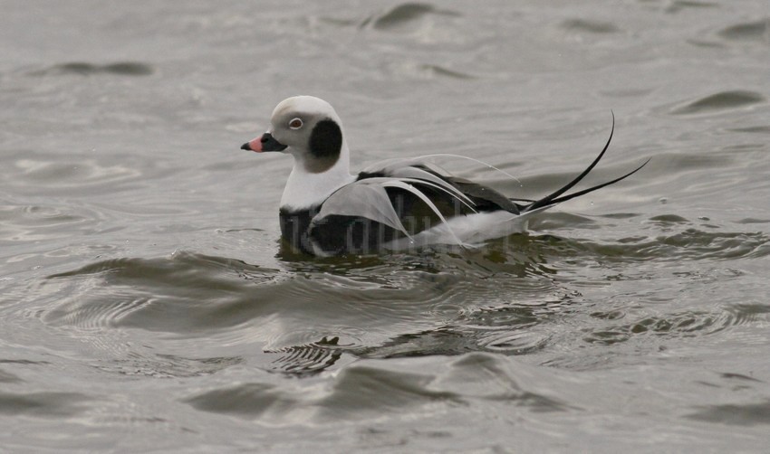 Long-tailed Duck, adult male