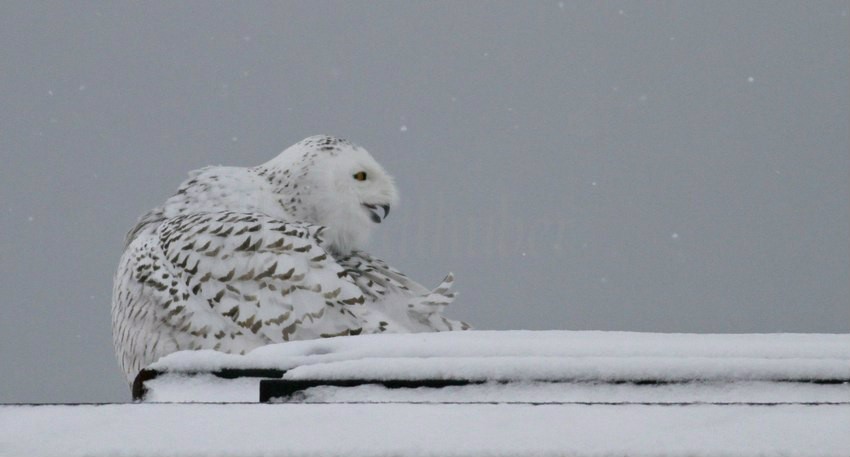 Snowy Owl coming in for a landing at the Lake Express Ferry 1-4-2015
